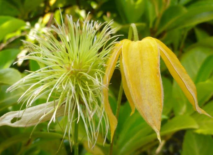 Клематис тангутский «Радар любви»