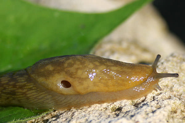 Молодые слизни портят рассаду, взрослые особи прогрызают листья огурца