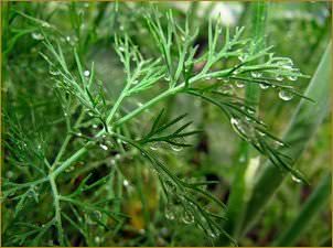 Выращивание укропа