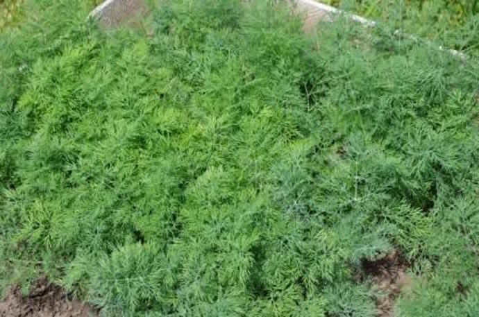 Выращиваем укроп у себя на участке