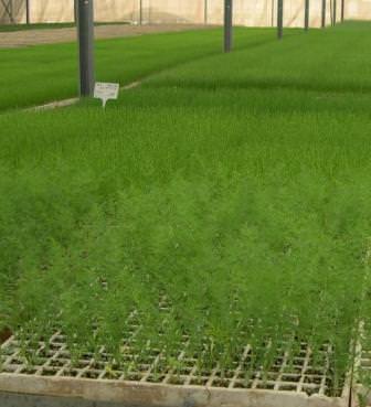 Выращивание укропа для продажи