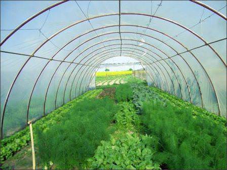 Выращивание укропа в теплице