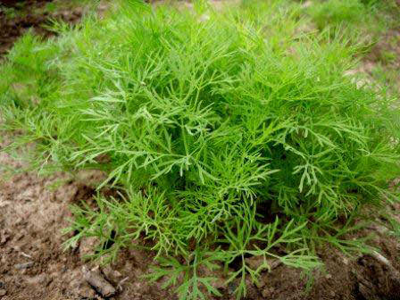 Выращивание укропа для себя