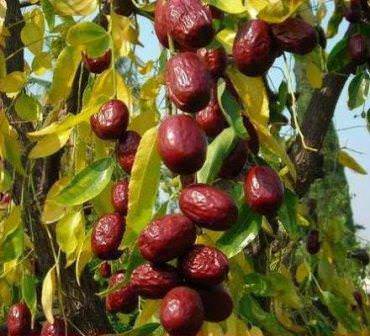 Унаби в процессе созревания