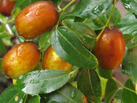 Лечебные свойства Унаби