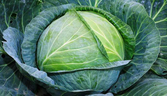 Капуста «Копенгаген Маркет» имеет высокую устойчивость к растрескиванию
