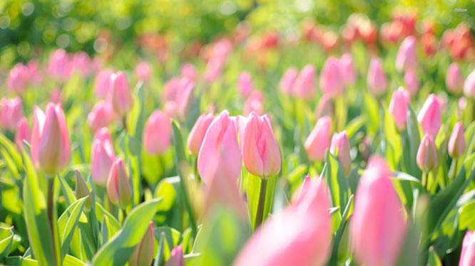 Что посадить рядом с тюльпанами на участке