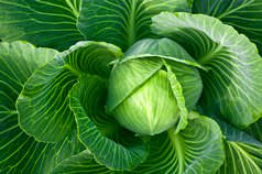 Капуста белокочанная является одной из ведущих овощных культур