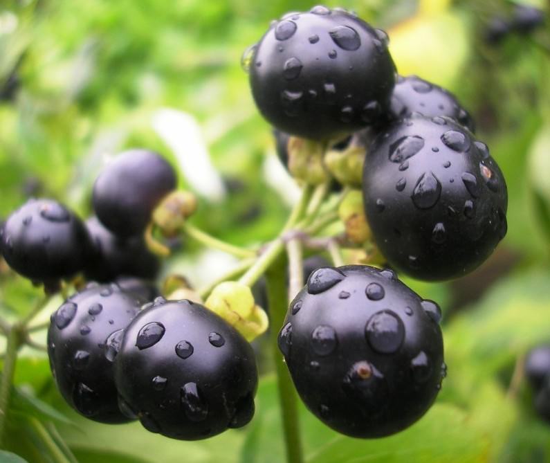 Растение отлично адаптируется к нашему климату