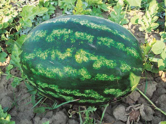 Для выращивания в России хорошо зарекомендовали себя арбузы со средним сроком созревания