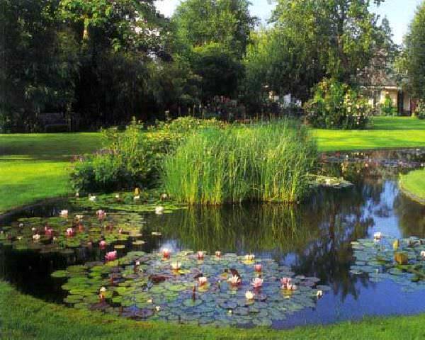 Для того чтобы понять, какое средство для борьбы с цветением искусственного водоема будет наиболее эффективным, следует узнать причину самого процесса