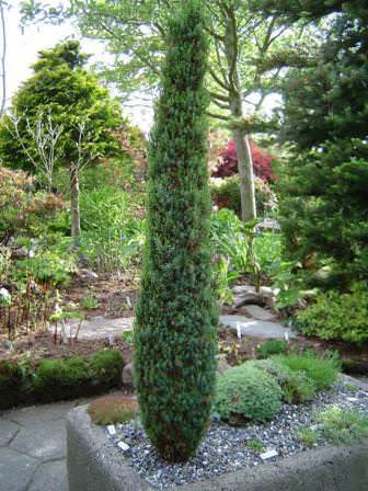 Использование в ландшафтном дизайне