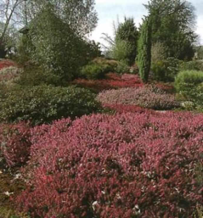Практически все культуры, использующиеся для создания верескового сада своими руками, хорошо переносят холода
