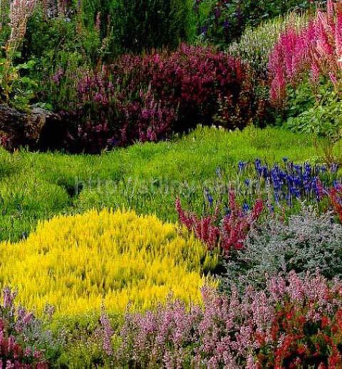 Для верескового сада следует подобрать светлый участок, хорошо освещаемый солнцем