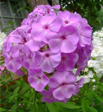 При посадке флоксов с какими-либо декоративными кустарниками, рекомендуется располагать их перед кустарником