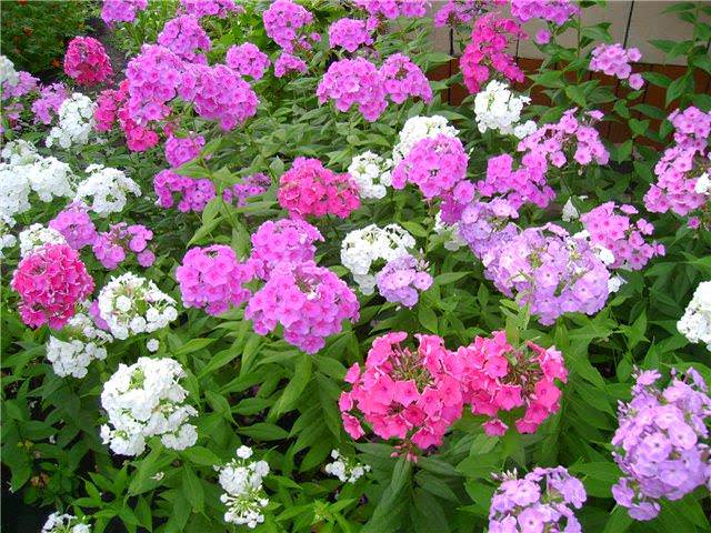 В осенней периоды можно сочетать флоксы с низкорослыми кустарниками