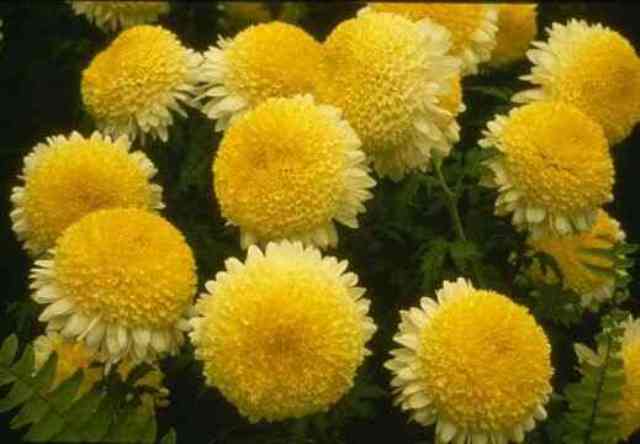 Весной для размножения необходимо при образовании надземной части растения выломать прикорневые побеги