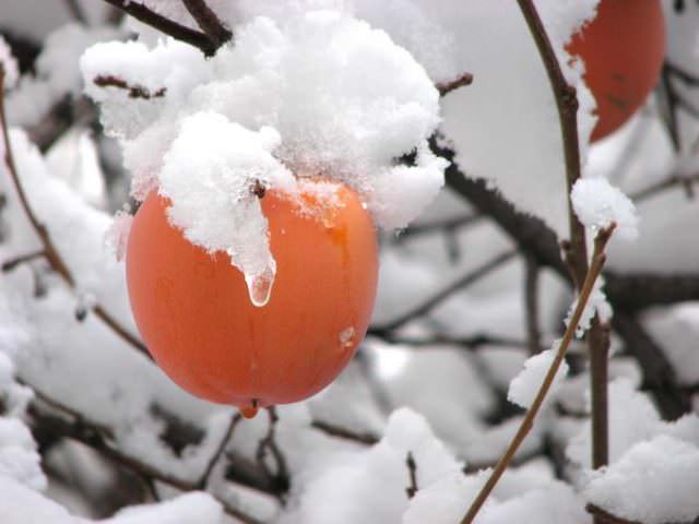 Для России лучше всего выбирать раннеспелые морозостойкие сорта, которые не пострадают от редких суровых заморозков