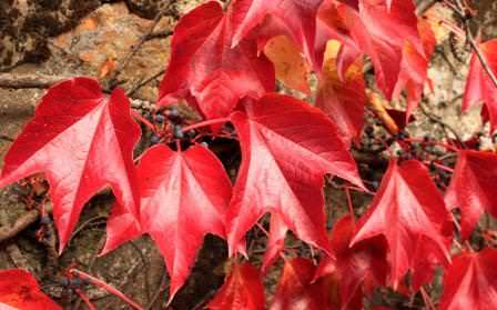 Ampelopsis brevipedunculata – уссурийский виноградовник, хорошо подходит для внутреннего декорирования