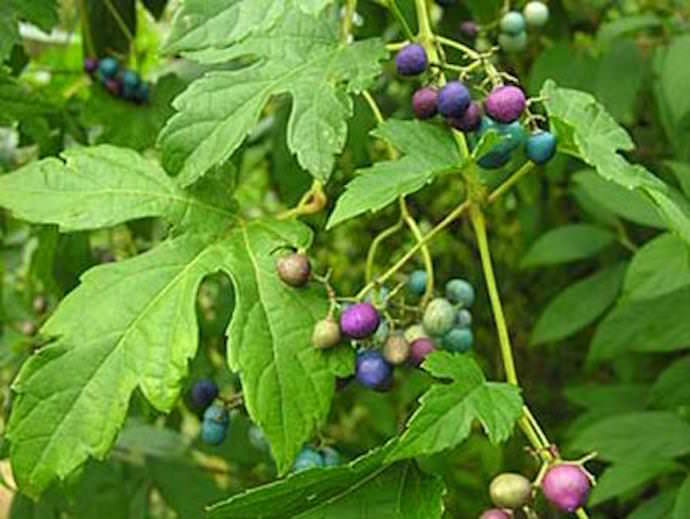 Садовая форма виноградовника разнолистного (Ampelopsis heterophylla) – имеет красивые листья и интересные ягоды