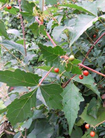 Виноградовник японский (Ampelopsis japonica)– смотрится значительно эффектней осенью