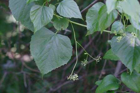 Виноградовник сердцевидный (Ampelopsis cordata) – листья не рассеченные, сердцевидной формы