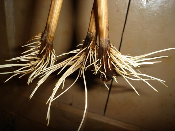 Если черенок не прорастает, значит вами были допущены ошибки