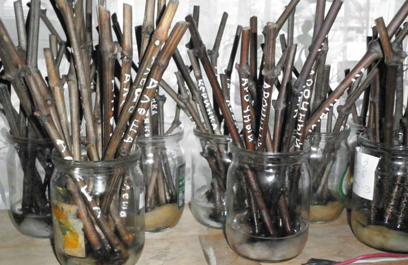 Различные сорта и формы обладают различными сроками прорастания