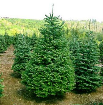 Молодые посадки елей необходимо правильно поливать и подкармливать