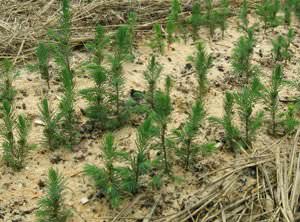 Выращивание елей на даче можно назвать элитным занятием