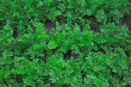 За счет неприхотливости растения, ему не нужно создавать особенных условий, затрачивая на это средства и собственное свободное время