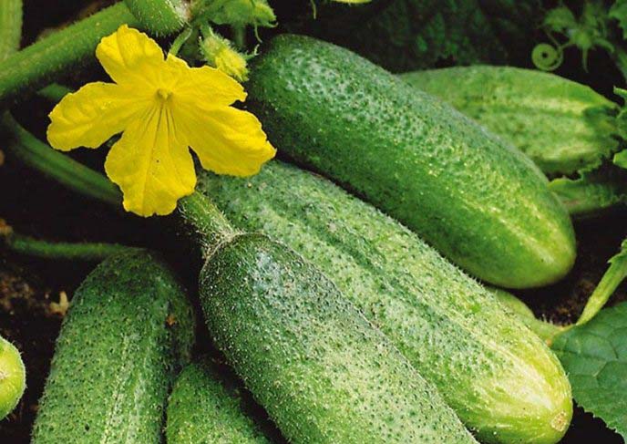 Огурцы cорта «Изящный» хорошо адаптируются к условиям выращивания