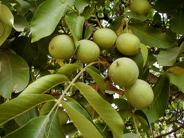Грецкий орех на даче — очень ценная культура, которую выращивать мы рекомендуем каждому дачнику