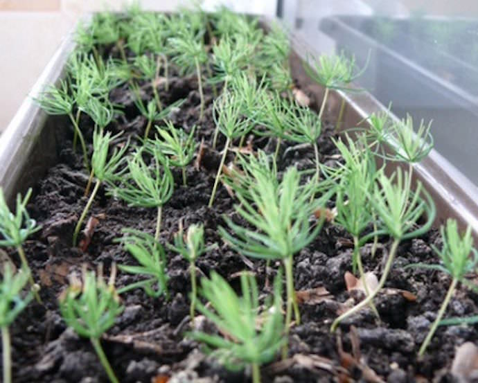 Молодым всходам ели требуется обязательно обеспечить тщательный уход