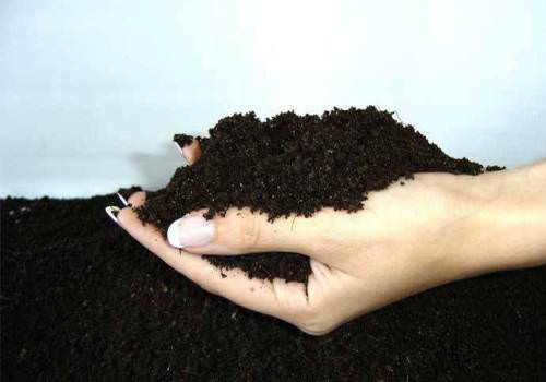 Если хотите получить положительные результаты при посадке ели, подготовьте качественный субстрат