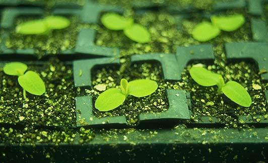 Семена салатов высеивают в маленькие стаканчики, заполненные компостом