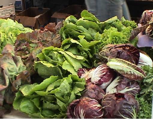 Разнообразные по форме и листьев и окраске, эти однолетние быстрорастущие овощи в основном используют в свежем виде