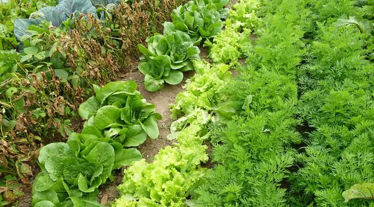 Для осенних урожаев подберите морозостойкие сорта. Высадите их в открытый грунт не позже первой недели августа