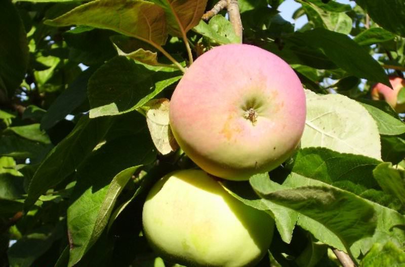 Осмотрите корневую систему. Если перед вами саженцы на семенных подвоях, корневая система будет скелетного типа – несколько корней по 0,3–0,7 см, а на концах присутствуют мочковатые отростки