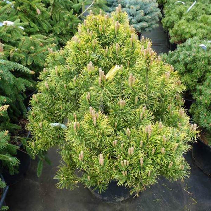 Вместо саженцев карликового дерева недобросовестные продавцы могут попытаться реализовать другие саженцы