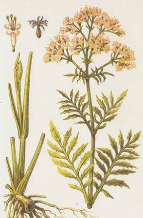 Если валериана лекарственная была выращена на приусадебном участке, то не нужно его уничтожать полностью для сбора корней