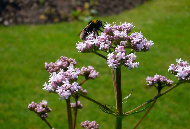 Для лекарственных целей используется растения, которые были собраны весной или, что чаще, осенью после периода вегетации