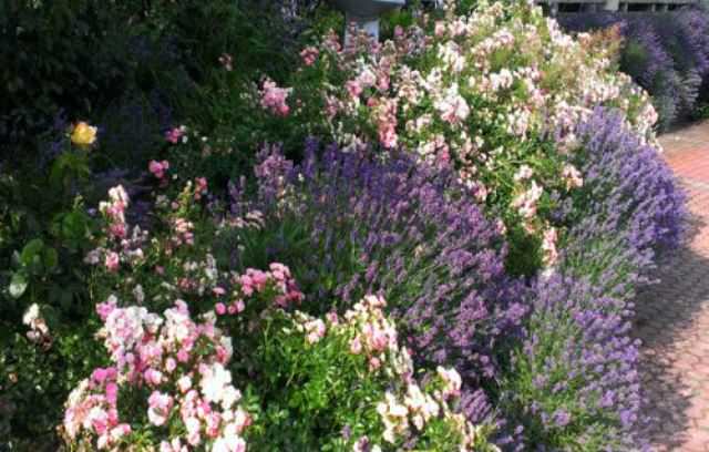 При объединении растений на клумбе стоит позаботиться о том, чтобы ароматы не смешивались