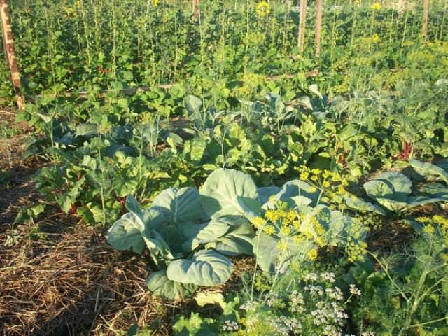 Основной принцип Курдюмова: максимум урожая при минимуме работы