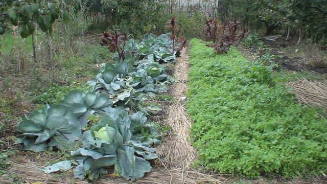 Не копайте почву, используйте мульчу абсолютно под все посадки