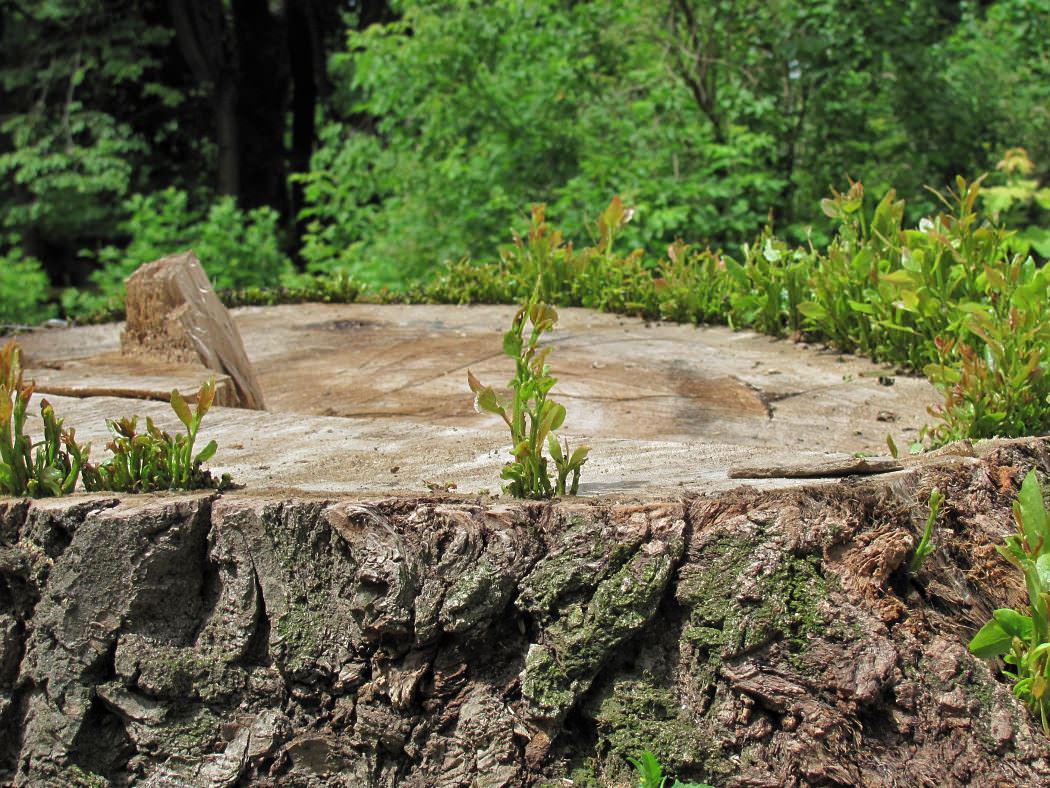 При небольших размерах участка рост некоторых пород надо искусственно сдерживать, и здесь обрезка «на пень» тоже может пригодиться