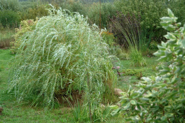 Время от времени проводимая манипуляция заставит растение ограничивать свои пропорции. Регулярность обрезки обусловлена задачами, которые вы, как ландшафтный дизайнер, перед собой поставите