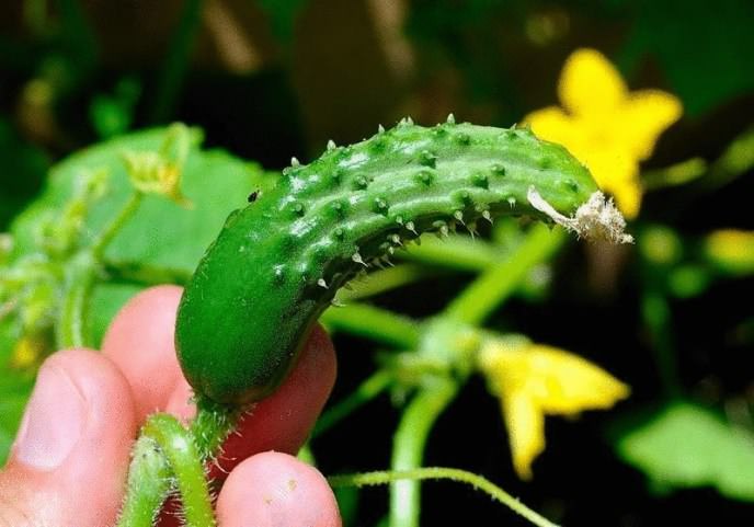 «Водолей» – ранний сорт огурцов для открытого грунта