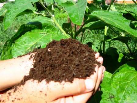 Использование пищевых отходов в качестве удобрений не только окажет помощь для ваших растений, но и изрядно сэкономит ваши средства