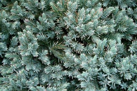 Хвойные растения растут медленно или неравномерно